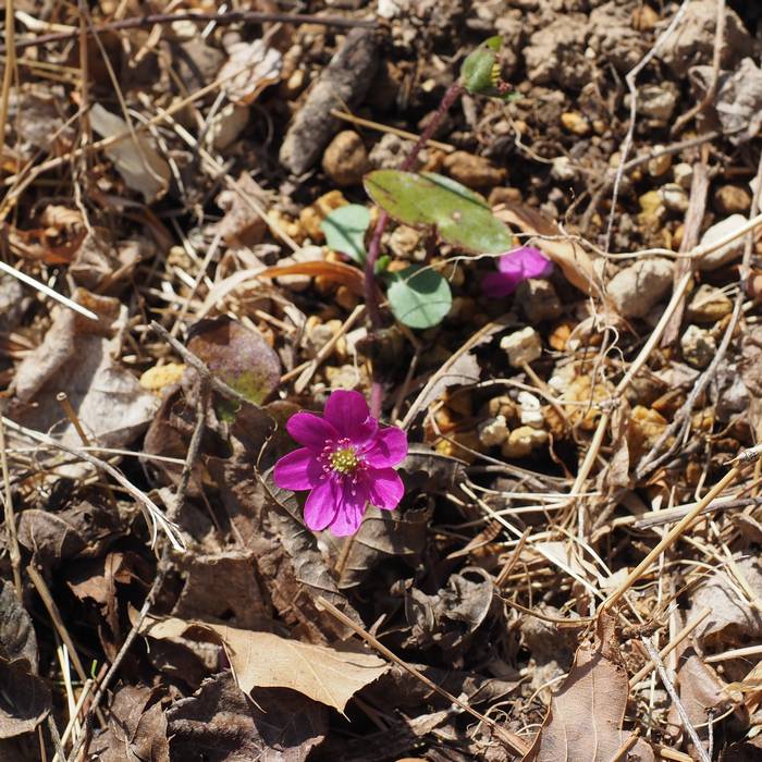 misumi-sou3.jpg(114092 byte)