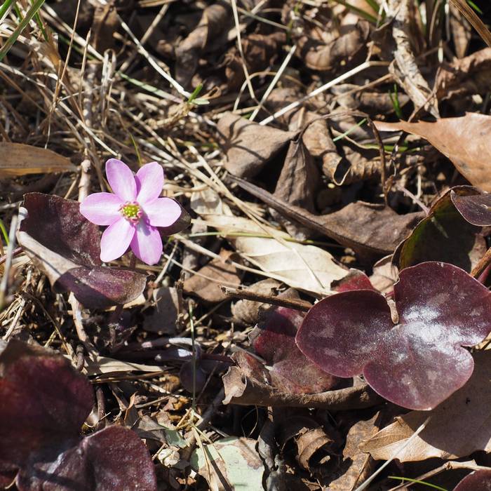 misumi-sou4.jpg(104094 byte)