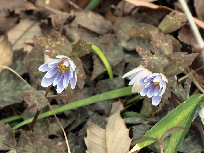 yukiwari-ichige4.jpg(51105 byte)