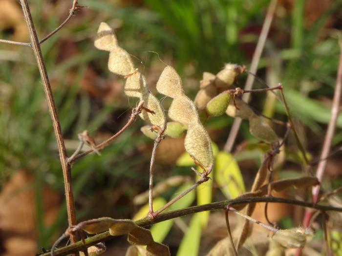 arechi-nusubito-hagi4.jpg(43807 byte)