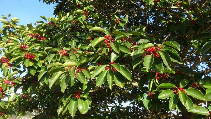 �N���K�l���`